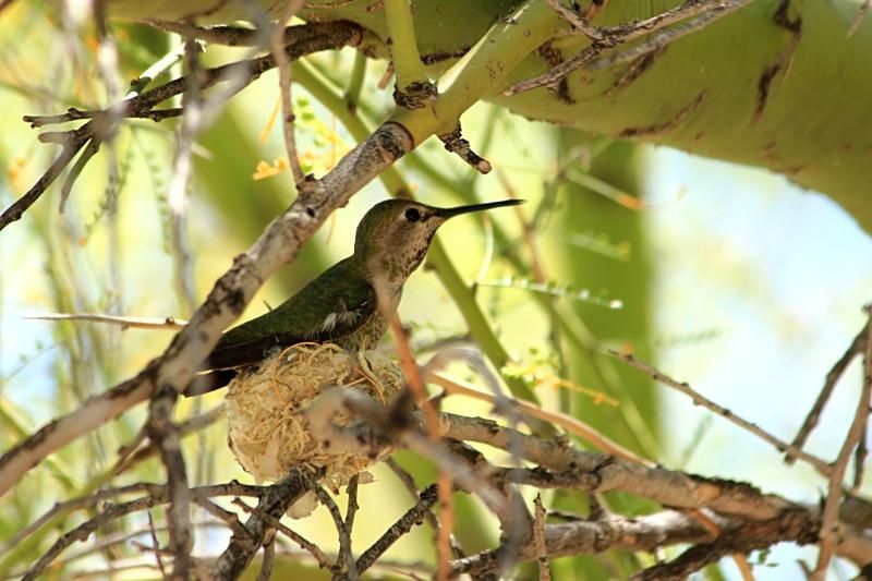 Hummingbirds from backyards and beyond
